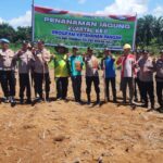 Dukung Swasembada Pangan 2026 Polsek Rambah Tanam Jagung 1.5 Hektare di Pasir Intan 1778834407588