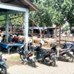 Menjelang Idul Adha 1447 H, Pasar Hewan Kandangan Gondanglegi Diserbu Pembeli 1779337760619