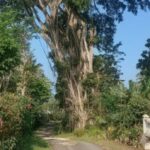 Pohon Beringin Berusia Satu Abad: Ikon Desa Ringinsari Menjadi Cermin Kebersamaan Warga 1779349108571