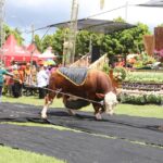 Parade Sapi Jumbo di Kontes, Pameran, dan Bursa Ternak, Ajang Promosi Ternak Unggul Banyuwangi IMG-20260507-WA0019