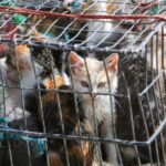 Landasan Hukum: Jerat Pidana Bagi Pelaku Kekerasan dan Penelantaran Kucing Screenshot_20260606-155410