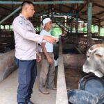 Dukung Ketahanan Pangan Nasional, Bhabinkamtibmas Bukit Timah Cek Peternakan Sapi Kelompok Tani Mekar Sejati Screenshot_20260611-201608