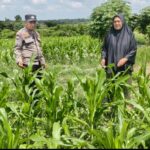 Dukung Ketahanan Pangan Nasional Bhabinkamtibmas Bagan Besar bersama Petani Cek Tanaman Screenshot_20260711-223829