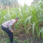 Bhabinkamtibmas Polsek Bukit Kapur Dampingi Petani Cek Perkembangan Jagung Pipil, Dukung Ketahanan Pangan Nasional Screenshot_20260806-210130
