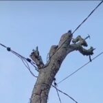 Miris! Kabel PLN di Dumai Disambung ke Pohon Mati, Tanpa Tiang ke Rumah Warga Screenshot_20260826-042800