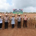 Jaga Surplus Pangan, Kapolda Jatim dan Bupati Ipuk Kembali Panen Raya Jagung di Banyuwangi Screenshot_20260912-143336